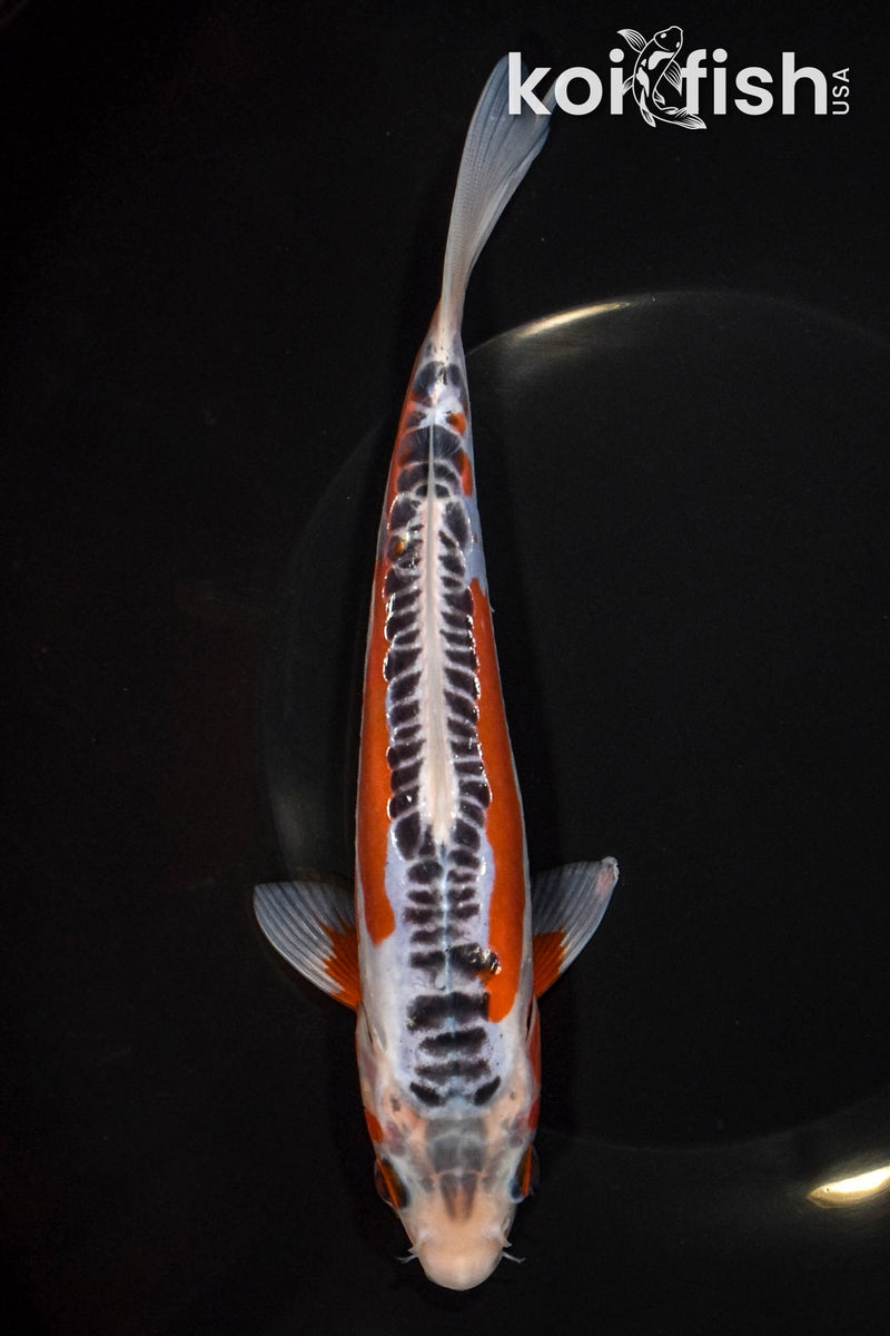 8.25" HI SHUSUI