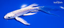 6" DOITSU PLATINUM OGON BUTTERFLY
