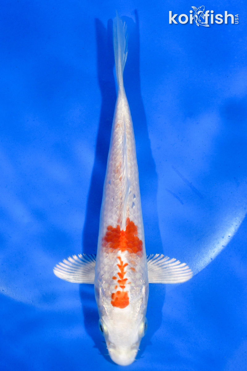 5" HARIWAKE