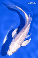 5.25" PLATINUM OGON BUTTERFLY
