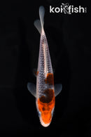5.75" HI ASAGI