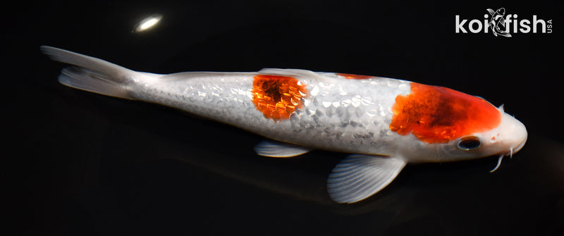 8.75" GINRIN GOROMO