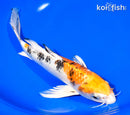 9.75" YAMATO NISHIKI BUTTERFLY