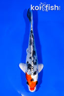 5.75" YAMATO NISHIKI