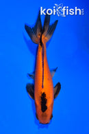 5.25" WAKIN GOLDFISH