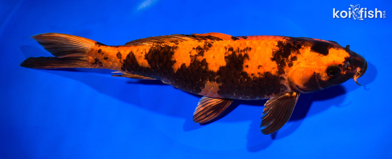 11.5" HI UTSURI