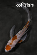 4" OCHIBA SHIGURE BUTTERFLY