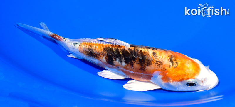 6.5" HEISEI NISHIKI