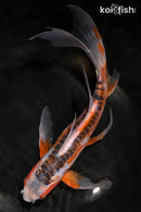 9.75" HI SHUSUI BUTTERFLY
