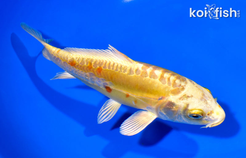 6.75" DOITSU YAMBUKI OGON