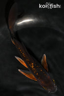 5.75" GINRIN CHAGOI BUTTERFLY