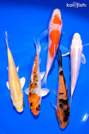 PACK OF (5) 4-5" STANDARD KOI
