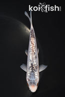 5.25" GINRIN HI ASAGI