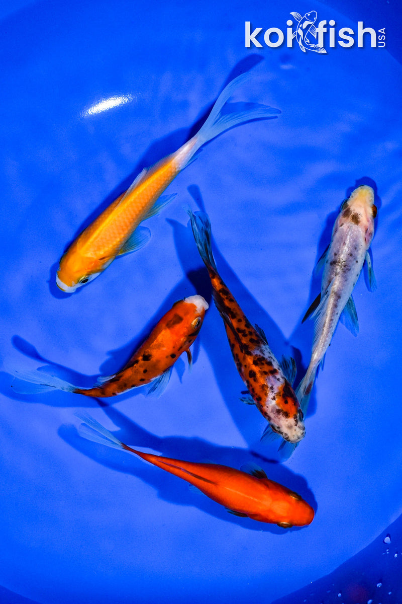 PACK OF (5) 4.5"-5" ASSORTED GOLDFISH