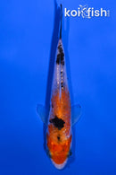 4.25" GINRIN SANKE