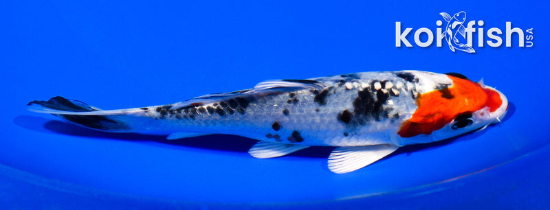 5.75" YAMATO NISHIKI