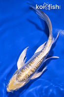 6.5" KIN KIKOKURYU BUTTERFLY