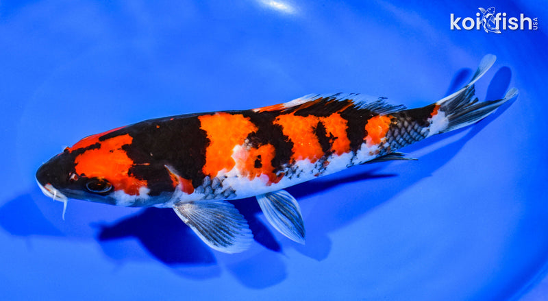 9.75" HI SHOWA