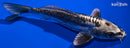 6.25" KIKOKURYU