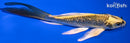 5.75" GINRIN KIN KI MATSUBA BUTTERFLY