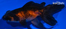 4.5" TELESCOPE FANTAIL GOLDFISH