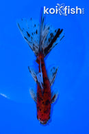 6" CALICO WATONAI GOLDFISH