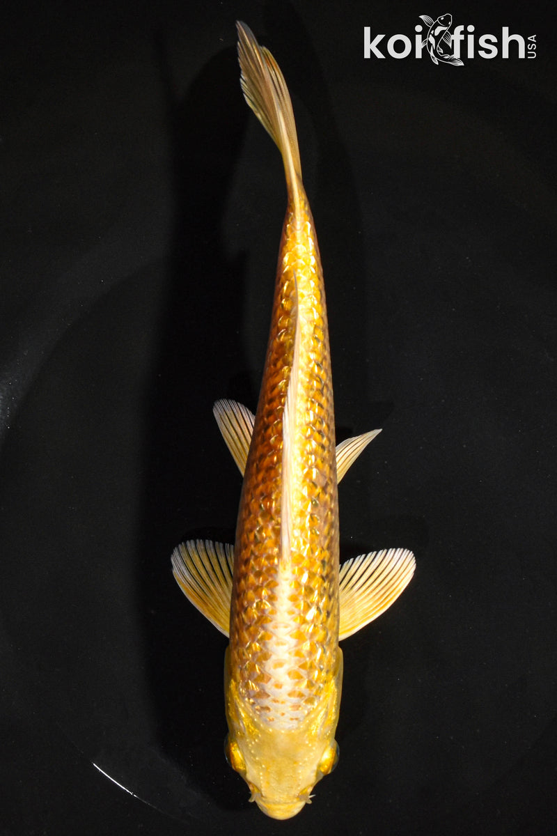 7.5" GINRIN YAMABUKI OGON