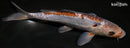 9.75" DOITSU OCHIBA SHIGURE
