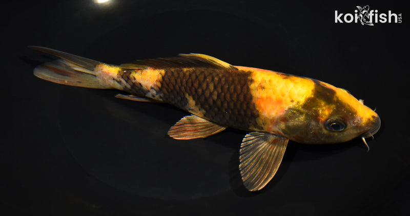 8.25" KIN HI UTSURI