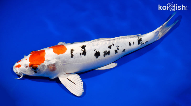 13" HEISEI NISHIKI