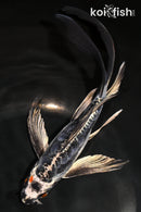 8" BENI KIKOKURYU BUTTERFLY