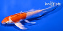 5.75" HARIWAKE BUTTERFLY