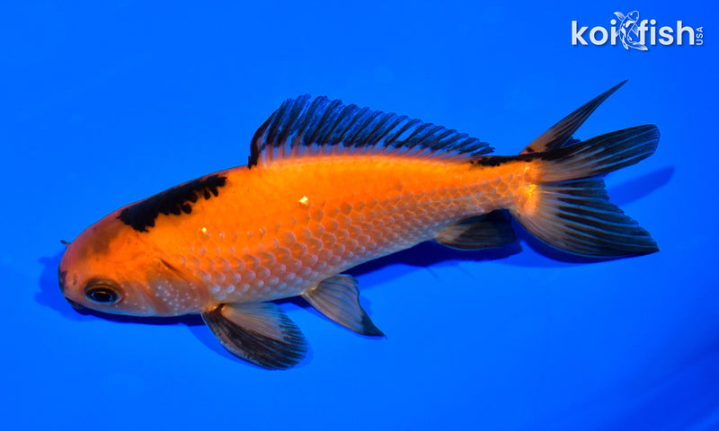 5.25" WAKIN GOLDFISH