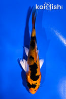 3.5" AKA SANKE