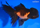 5.25" ORANDA GOLDFISH