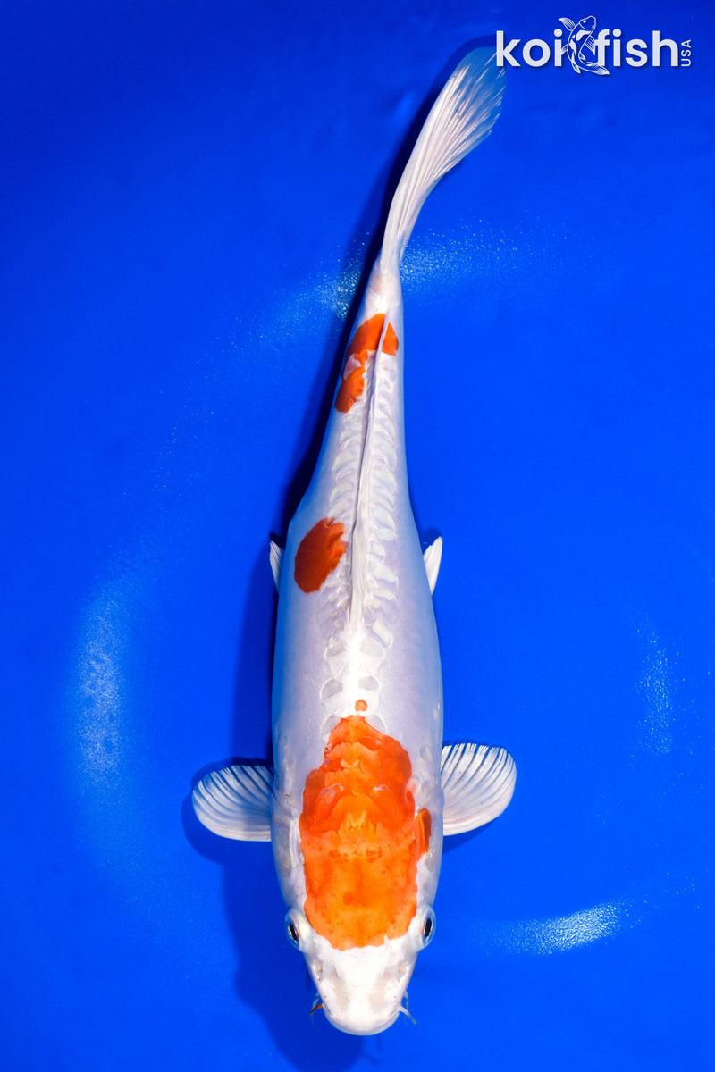 13" KIKUSUI