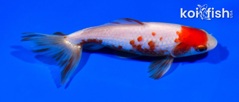 5.25" WAKIN GOLDFISH