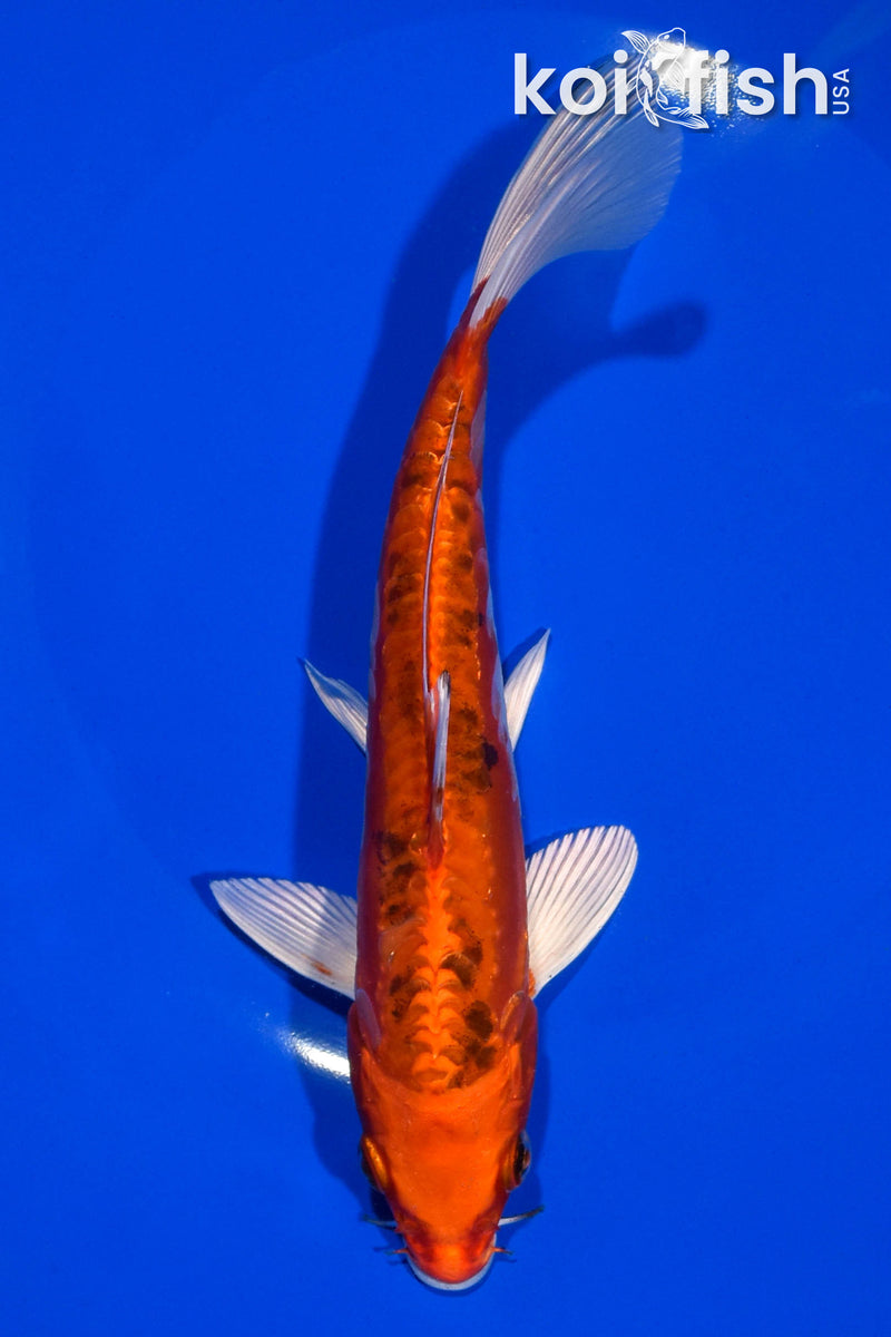 7.5" HEISEI NISHIKI