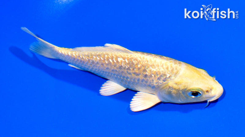 5" GINRIN YAMABUKI OGON