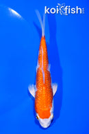 5.75" GINRIN HARIWAKE