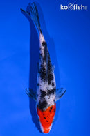 7.25" SANKE