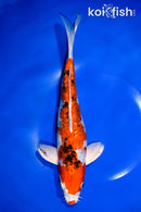 11.25" GINRIN YAMATO NISHIKI