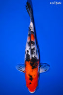 10.75" SANKE