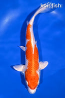 9.75" HARIWAKE