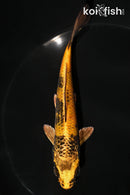 5.5" KIN KI UTSURI