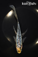 7.75" SHUBUNKIN GOLDFISH