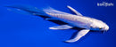 6" DOITSU PLATINUM OGON BUTTERFLY