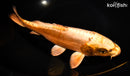 11.25" BENI KIKOKURYU