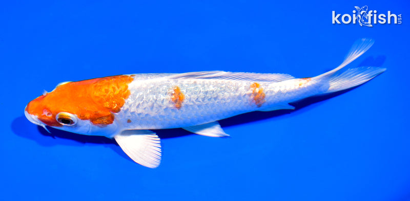 7.5" GINRIN HARIWAKE