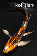 5" GINRIN KUJAKU BUTTERFLY